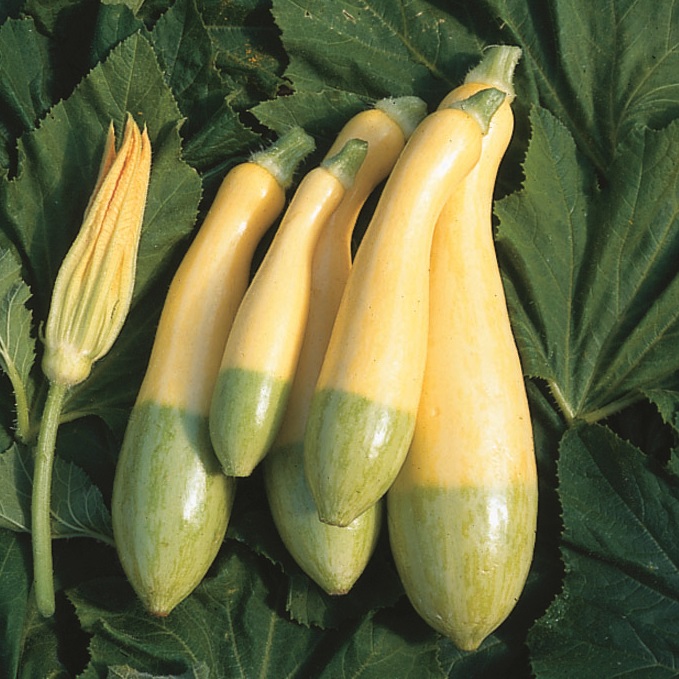 Summer Squash Zephyr